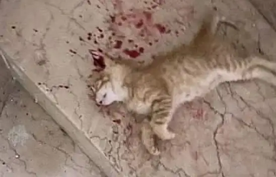 Ayaklarıyla ezerek öldürdü