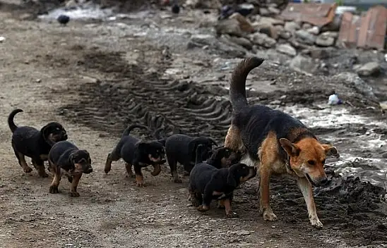 Bozkurt ve İnebolu'da selin izlerini silme çalışmaları sürüyor