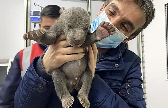 Bulunan ayı yavruları korumaya alındı