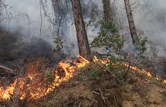 Doğanyurt'ta çıkan orman yangını kontrol altına alındı
