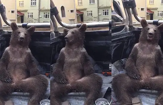 Fazla bal yiyen ayı işte böyle kendinden geçti