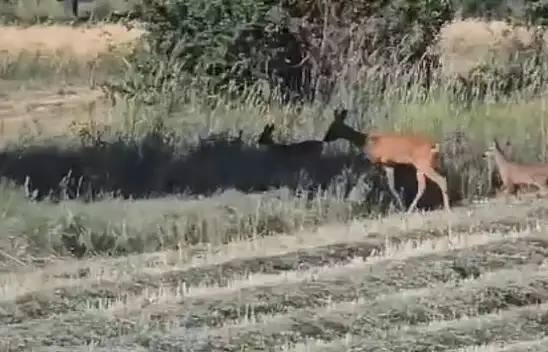 Geyik ile yavrularını görüntüledi