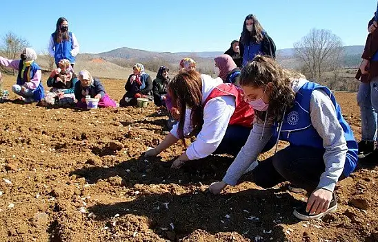 Gönüllü gençler Taşköprü sarımsağını toprakla buluşturdu
