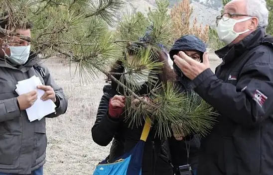 Hanönü ormanlarında artan ağaç kurumaları incelemeye alındı