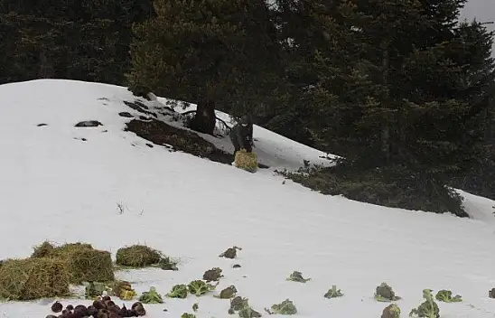 Ilgaz Dağı'nda yaban hayvanları için doğaya yem bırakıldı