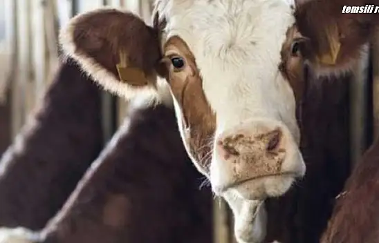 İnek hırsızlığı! 2 tutuklama