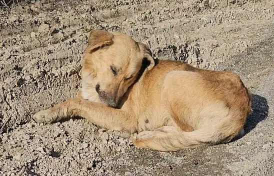 10 köpek uyuşturularak araziye atıldı