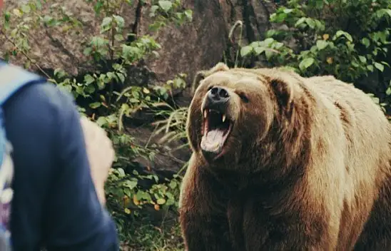Kastamonu'da hayvan otlatan şahsa ayı saldırdı