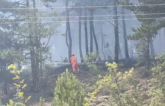 Kastamonu'da orman yangını