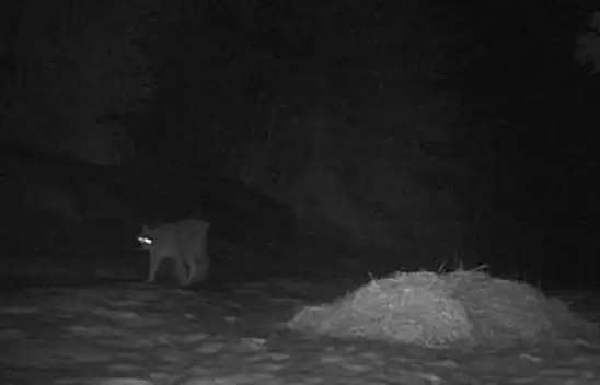 Küre Dağları Milli Parkı'nda ilk kez görüntülendi