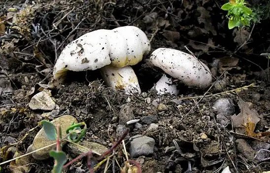 Mantar toplarken kayboldu! Aranıyor