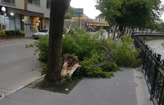 Şiddetli rüzgar ağacı devirdi