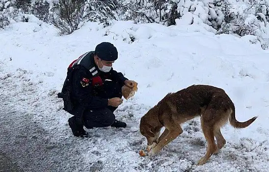 Sokak hayvanlarına jandarma sahip çıktı