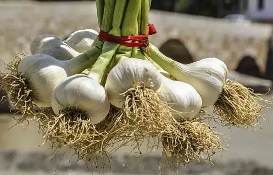 Taşköprü sarımsağı 39 TL fiyatla alıcı buldu