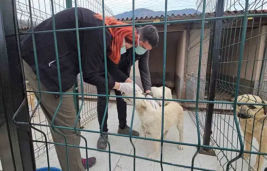 Ölüme terk edilmişlerdi! Sağlığına kavuştular