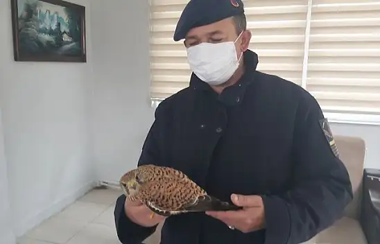 Yaralı doğan, tedavi ettirilerek doğaya salındı