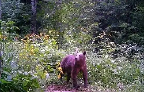 Ayılar foto kapan ile böyle görüntülendi
