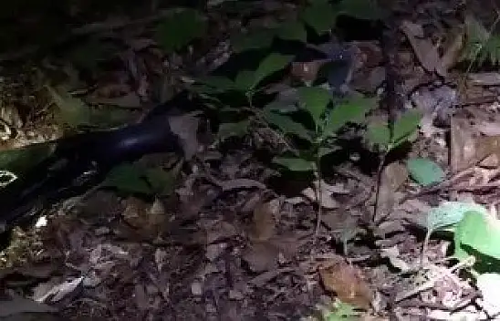 Ormanda sevmek istediği yılan hastanelik etti