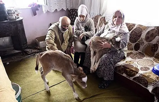 2 buzağı ve 8 kediyle aynı evi paylaşıyorlar