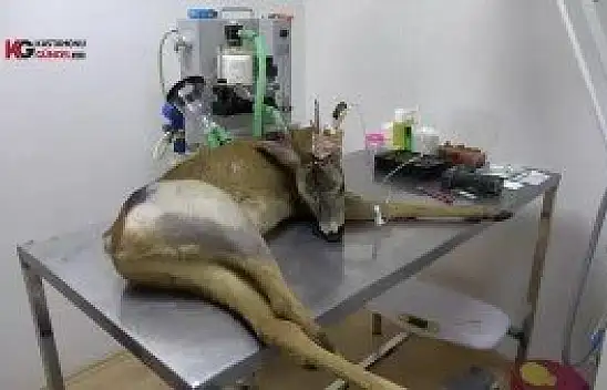 Yaralı halde bulunan Karaca, tedavi altına alındı