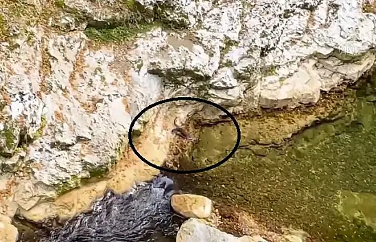 Horma Kanyonu'nda su samuru görüntülendi