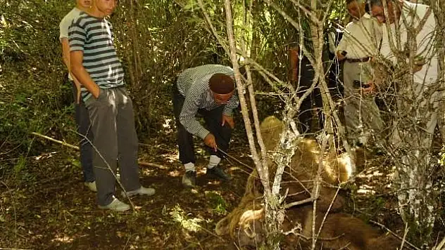 Kendisine saldıran ayıyı bıçaklayarak öldürdü