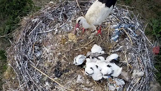 Yavru leylekler uçacağı günü bekliyor