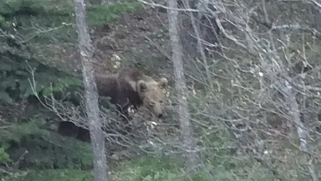 'Şu güzelliğe bak, ben seni yerim' dediği ayı dönüp poz verdi