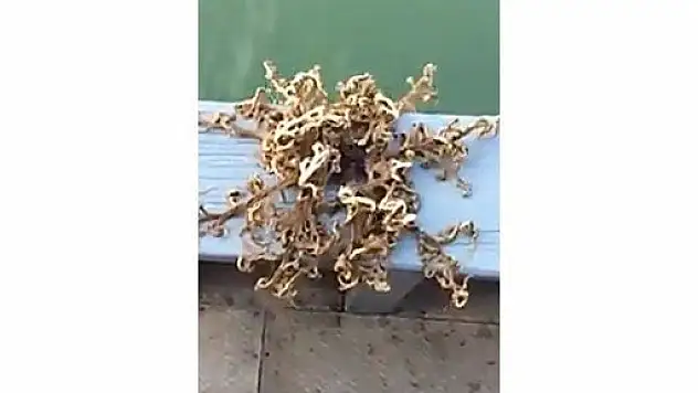 100 Kollu Deniz Canlısı İlk Defa Görüntülendi