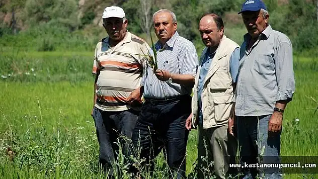 Tosya Pirinci Hastalık Tehlikesi ile Karşı Karşıya