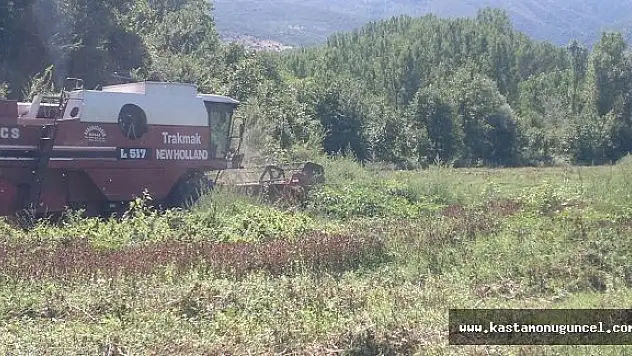 Tosya'da İlk Defa Ekilen ASPİR'in Hasadı Yapıldı