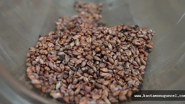 Üzüm Çekirdeği Deyip Geçmeyin