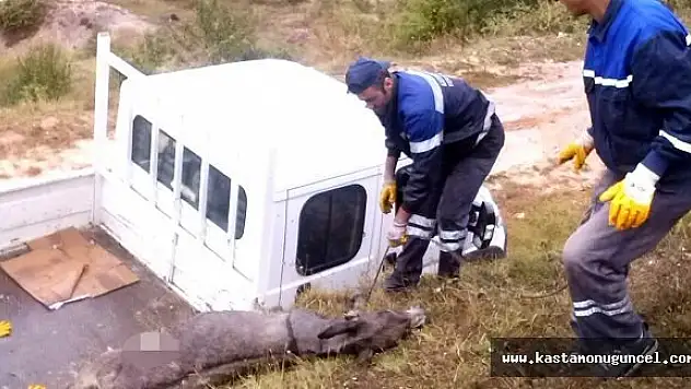 Kastamonu'da Aç Kalan Kurtlar Eşeği Parçaladı