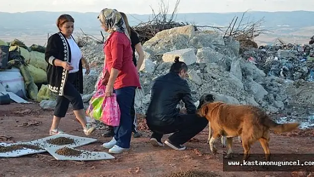 Sokak Hayvanları İçin Duyarlı Davranış