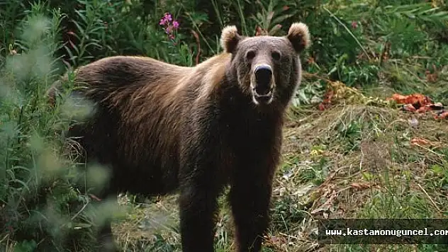 Köye İnen Ayı, İneği Telef Etti