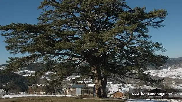 Anıt Ağaç 740 Yaşında