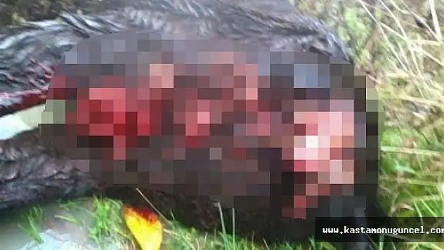 Ayılar, Kastamonu'da 3 Hayvanı Telef Etti