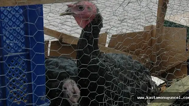 Hindi Alırken Nelere Dikkat Edilmeli?