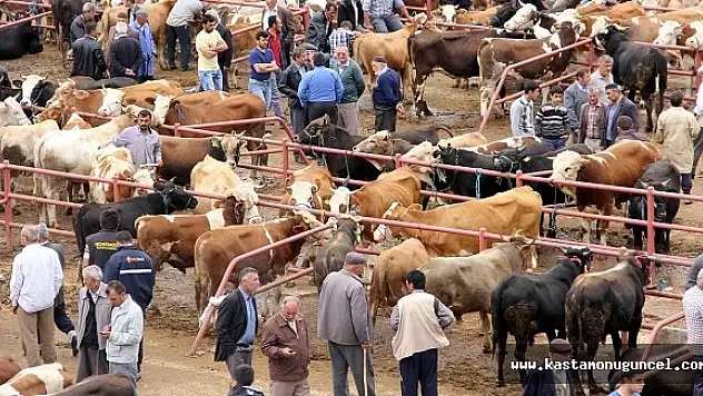 Kastamonu'da 223 Hayvan İtlaf Edildi