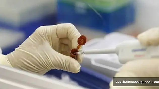 Kastamonu'da Domuz Gribi Şüphesi