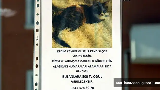 Kayıp Kedisini Bulana 500 Lira Ödül Verecek