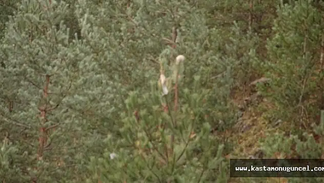 Ormanlar Tehdit Altında!