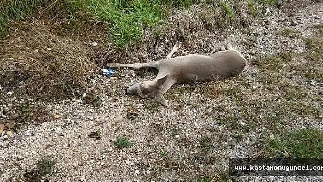 Otomobilin Çarptığı Karaca Telef Oldu