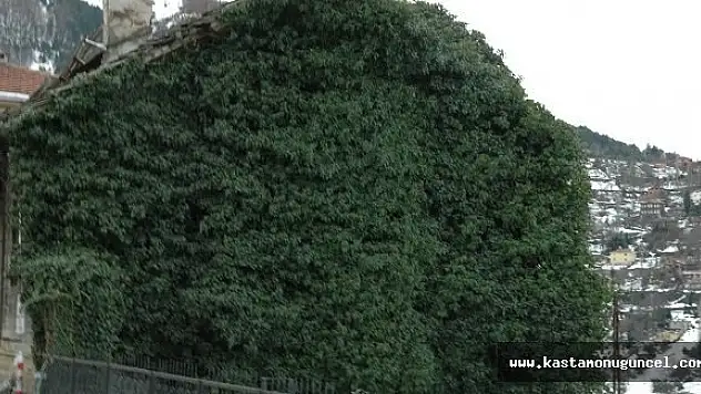 Sarmaşık Kaplı Ev İlgi Çekiyor