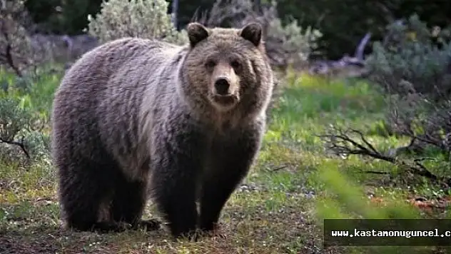 Kastamonu'da Ayı İneği Parçaladı