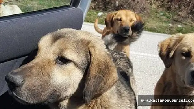 Başıboş Köpekler Yiyecek Bekliyor