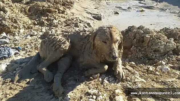 Çamura Saplanan Köpeği AFAD Kurtardı