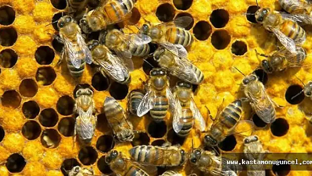 Kastamonu'da Ne Kadar Bal Üretildi?