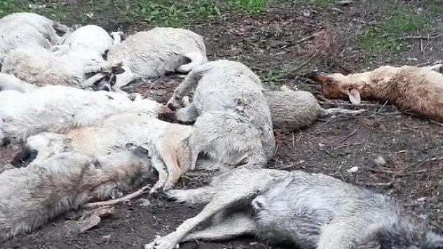 25 Sokak Köpeği Ölü Bulundu