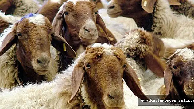 İngiltere'de Esrar Kalıntılarını Yiyen Koyunlar, Köyü Talan Etti